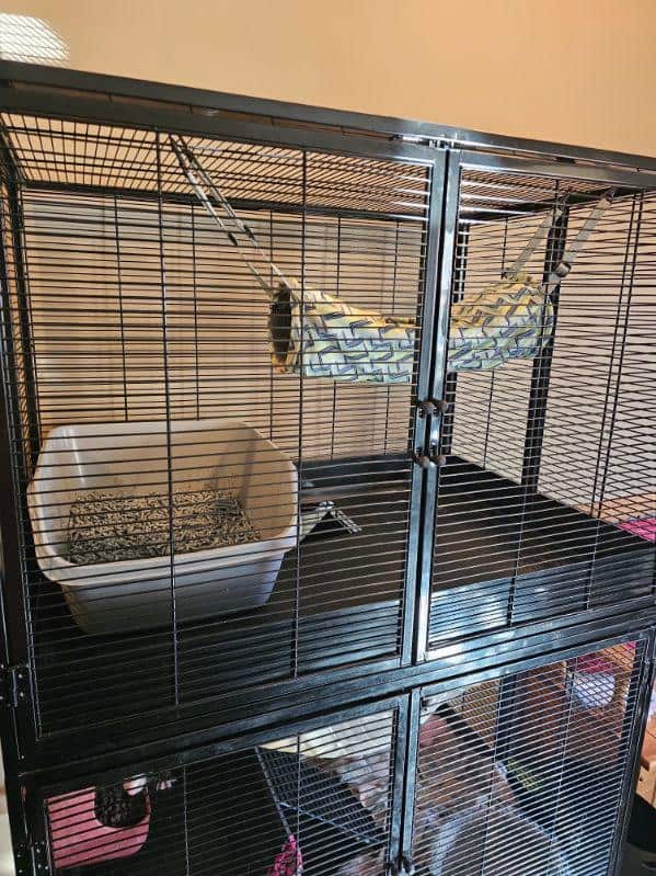 2 sweet male sibling ferrets for rehoming image 7