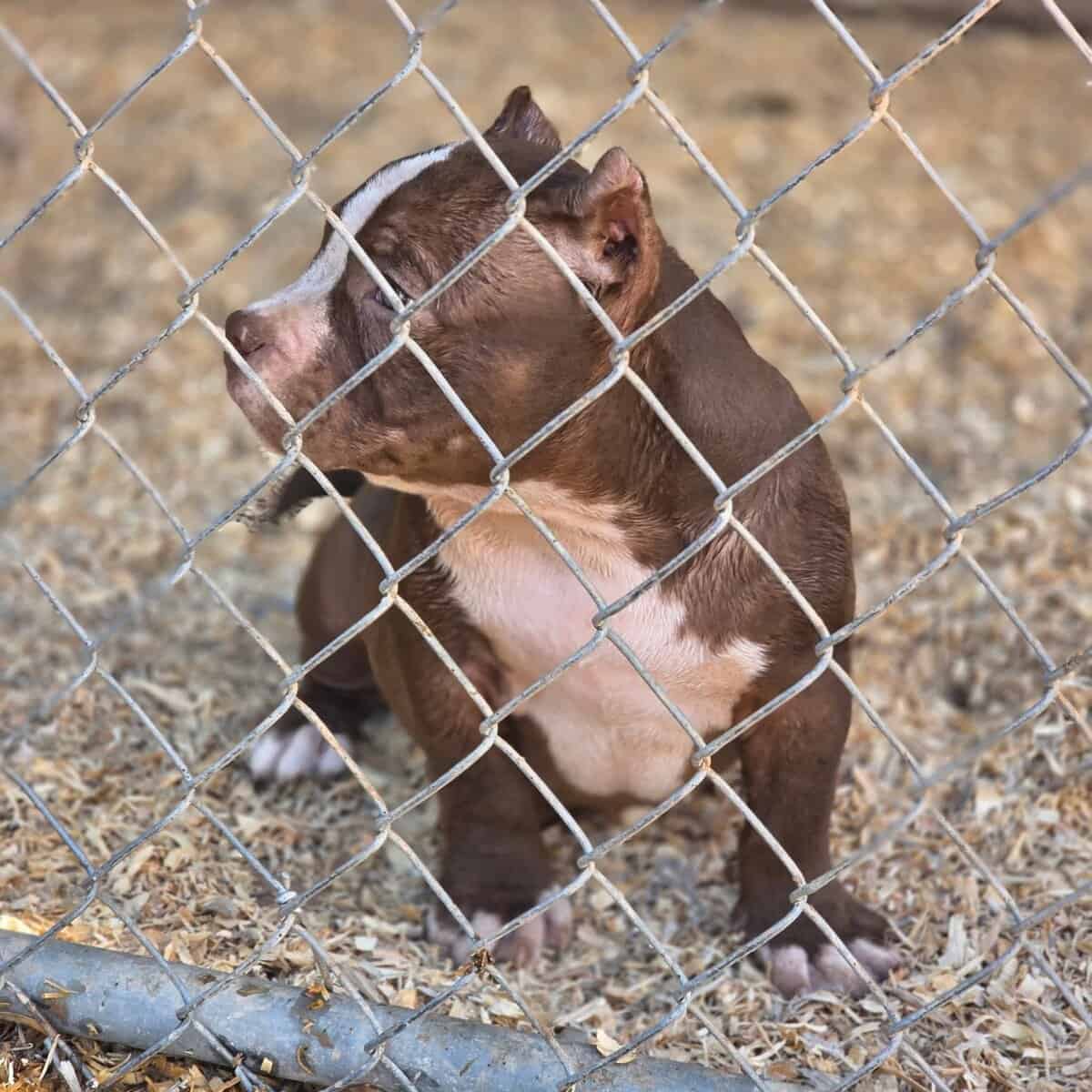 American bully puppys image 3