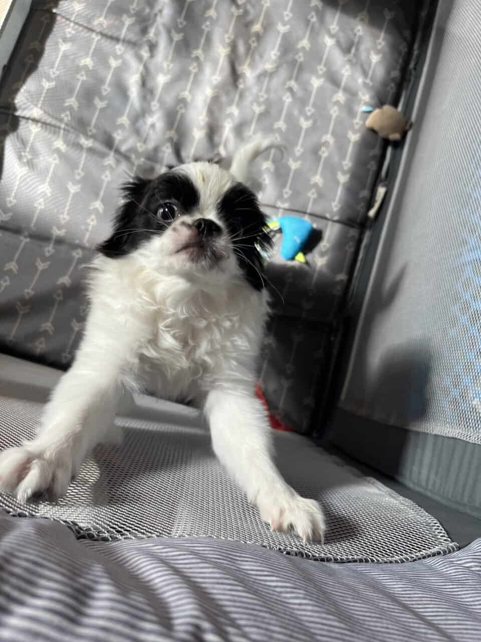 Japanese chin puppies ready 11/22/25 image 5