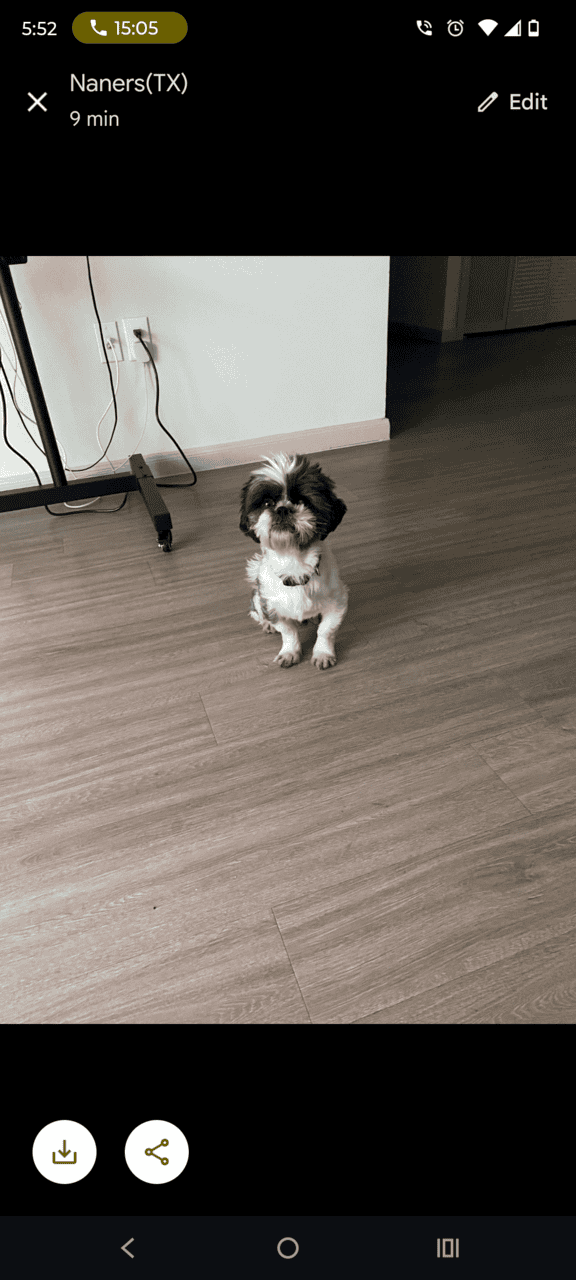 A Loving Dog , Needs A loving Home. image 3