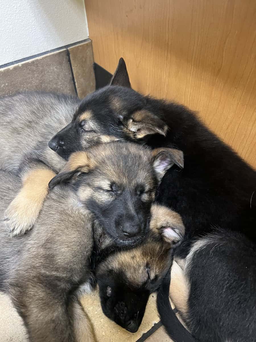 German Shepherd image 9