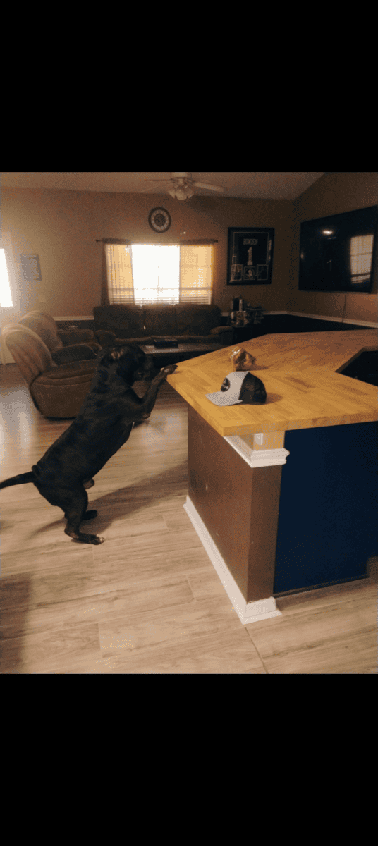 Adult Male Cane Corso image 2