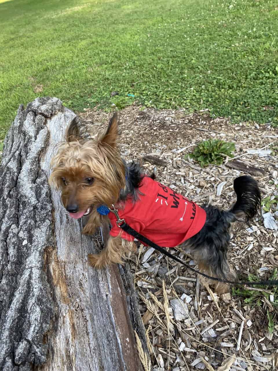 🐶 Male Yorkshire Terrier for Sale image 6