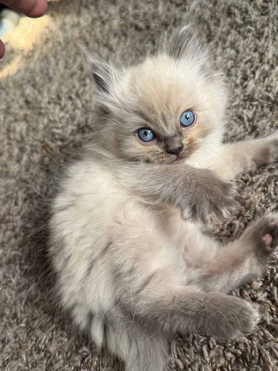 Ragdoll kittens image 5