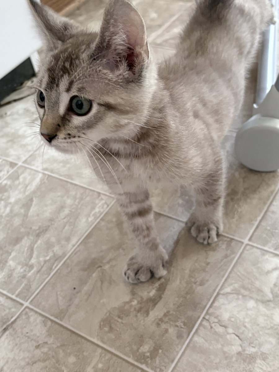Exotic Polydactyl Savannah Hybrid image 4