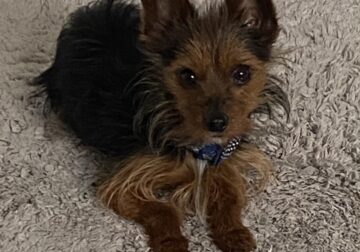 Registered Yorkie