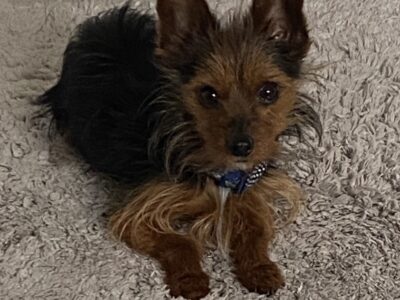 Registered Yorkie