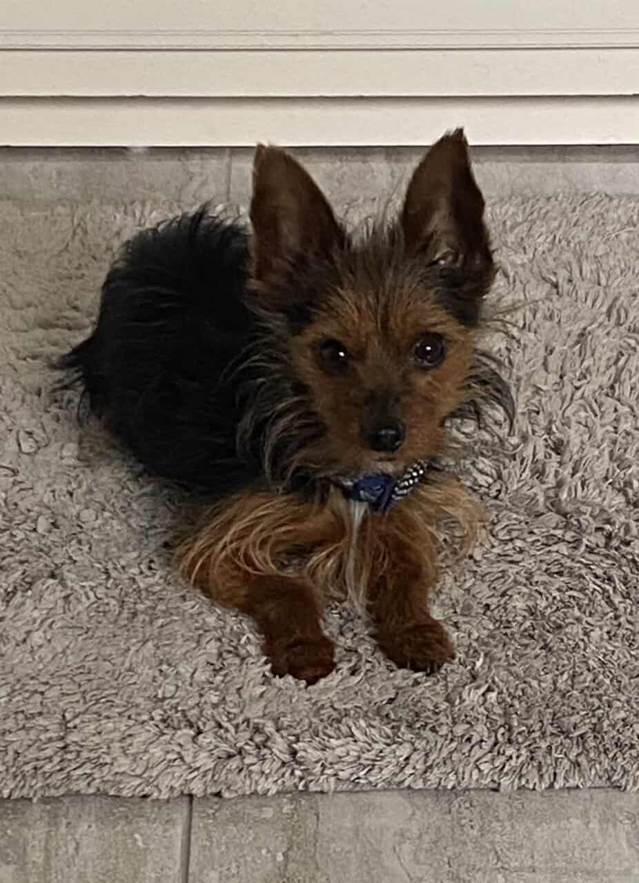 Registered Yorkie image 1