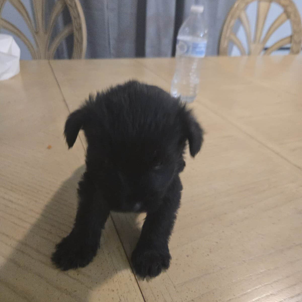 Miniature Schnauzer puppies image 5