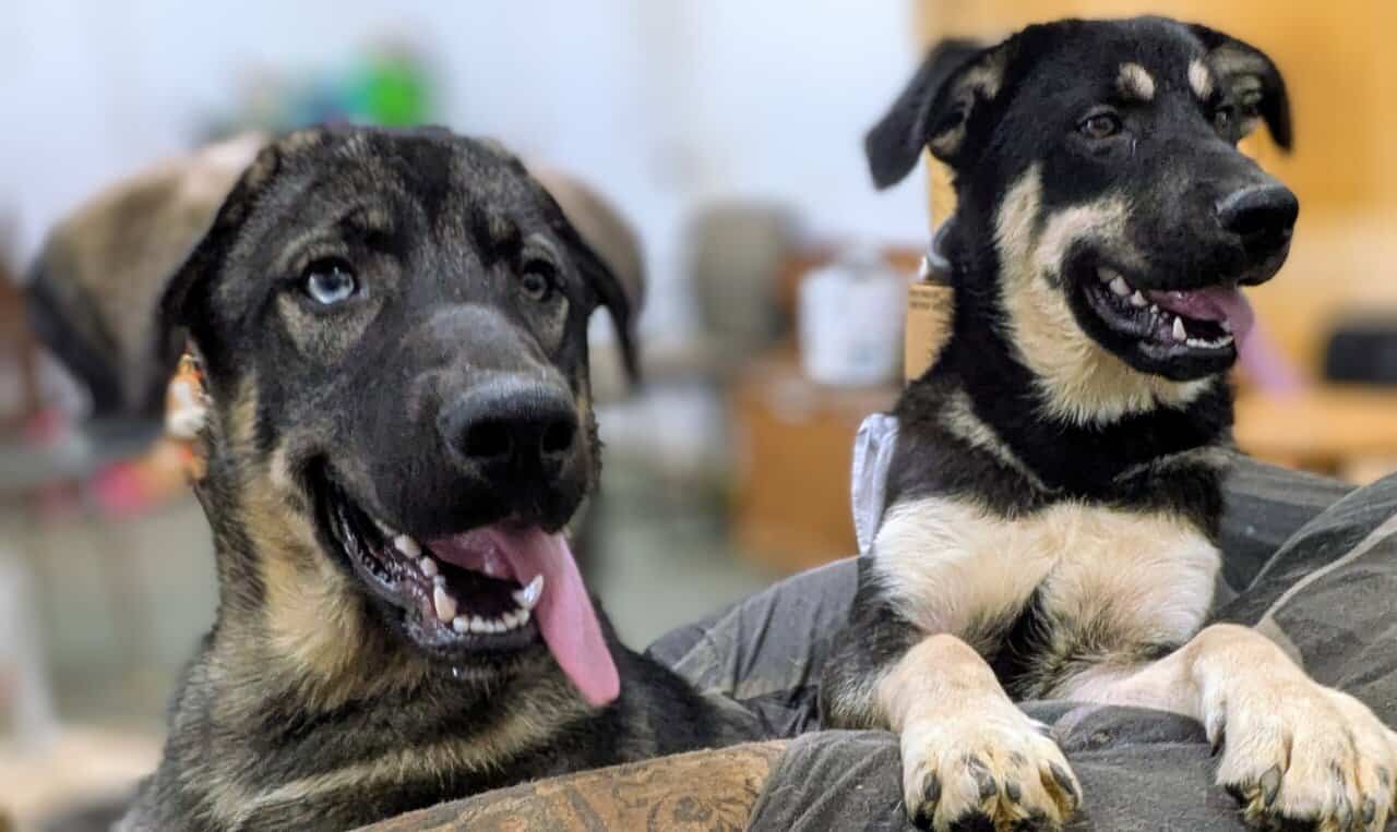 Shepherd/husky mix image 2
