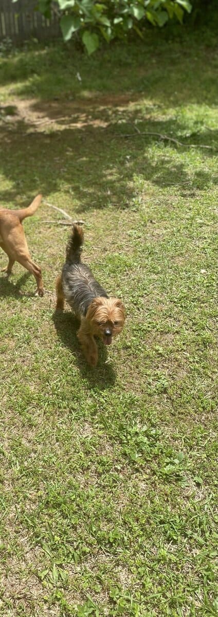 Yorkie/shih tzu in need of a new home image 5