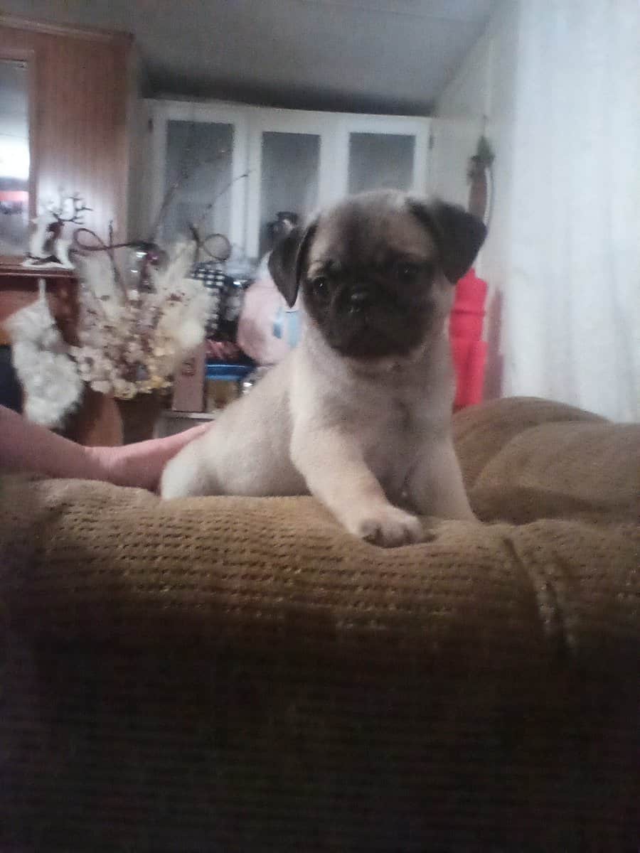 Pug Puppies image 2