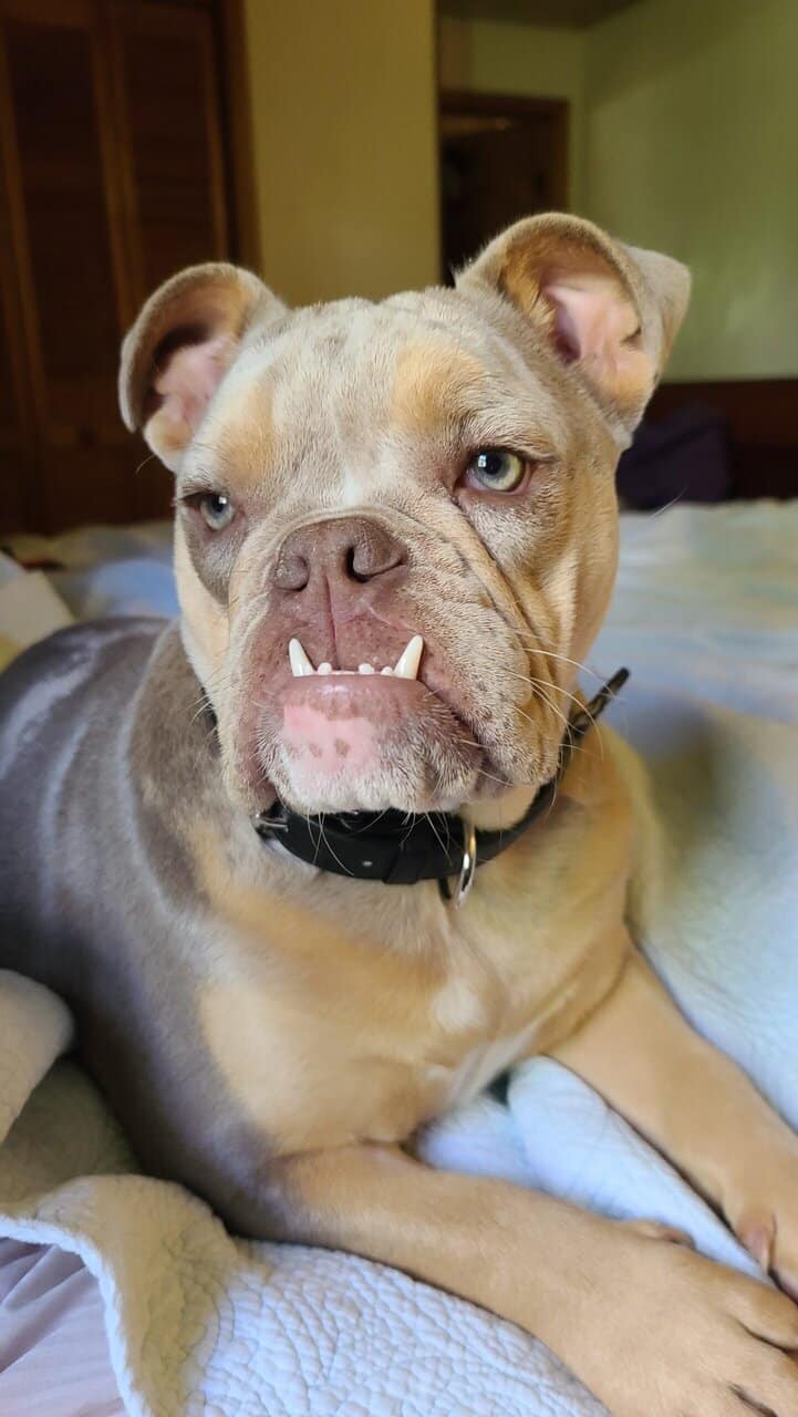 11 Month AKC Lilac Merle English Bulldog image 1