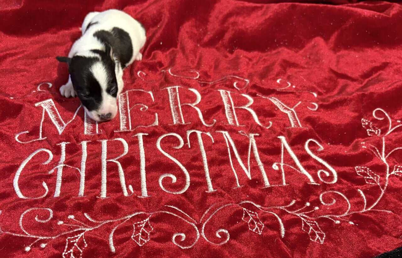 Rat terrier puppies image 4