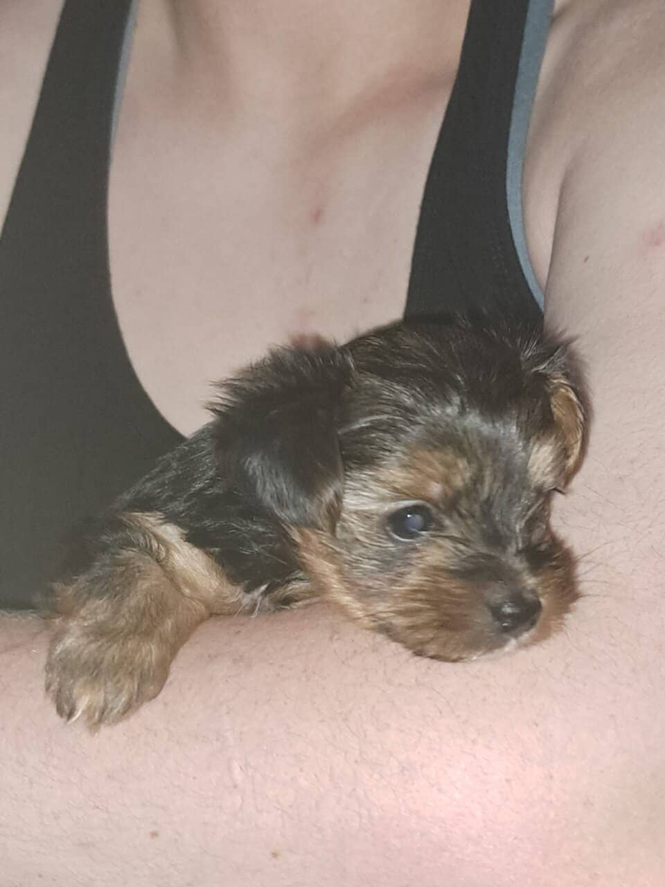 Yorkie Puppy image 3