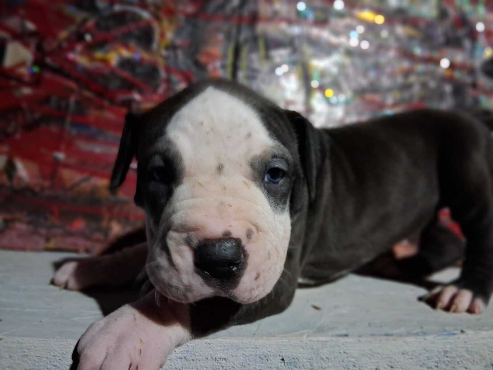 Cute pitbull pups image 12