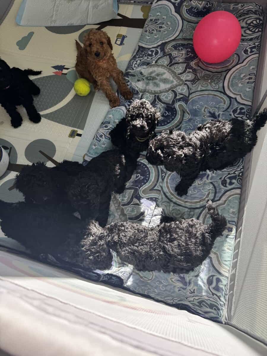 Standard Poodle Puppies – Family Raised – Ready image 3
