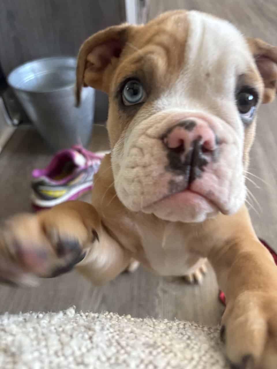 English bull dog image 4