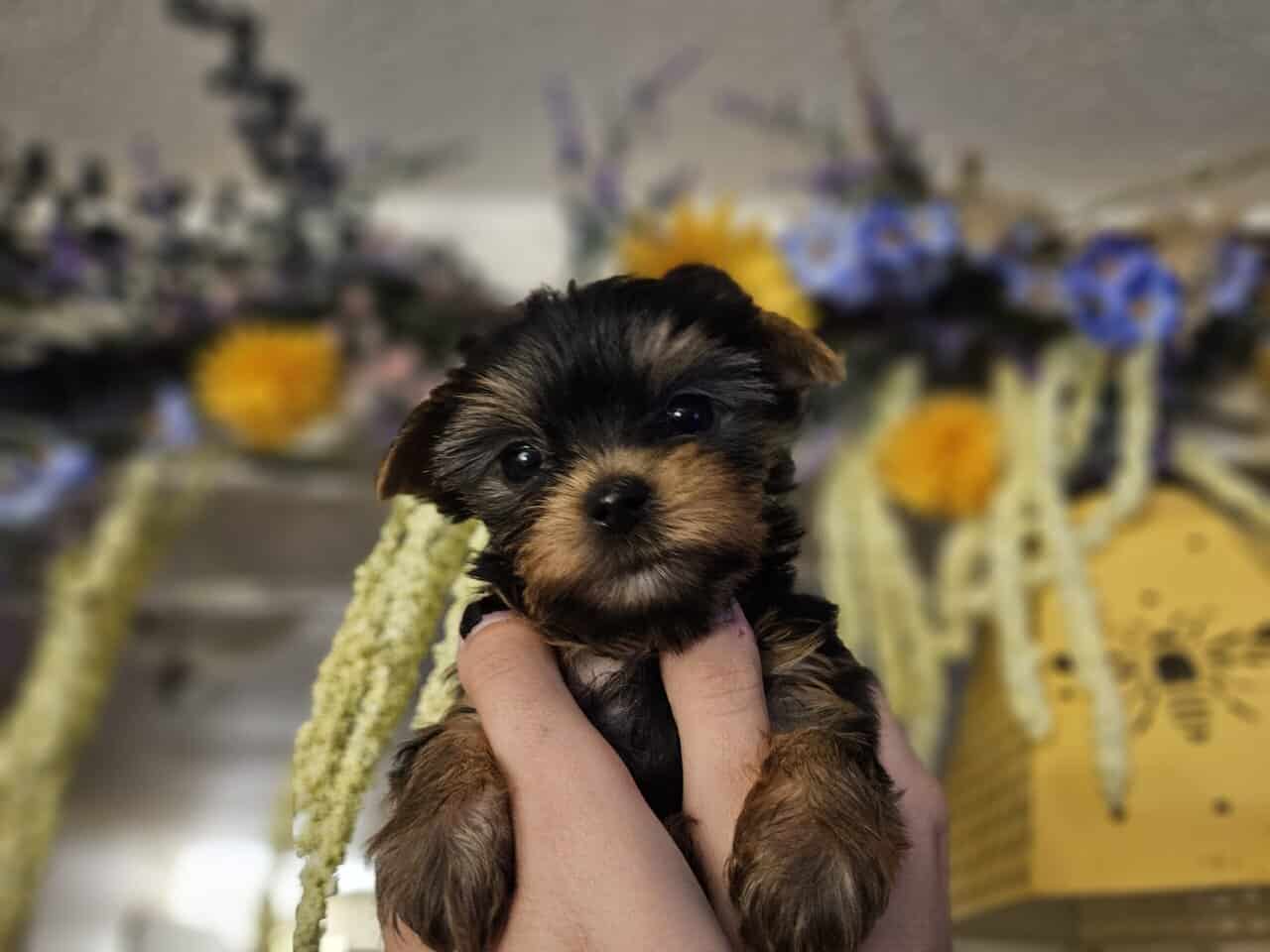 Yorkie puppies for loving home image 2