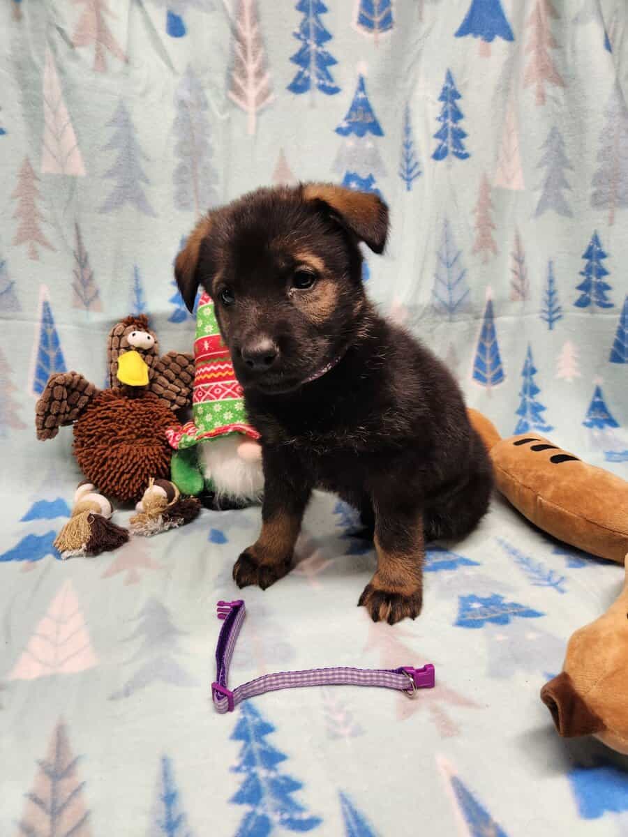 DDR Dark Sable import litter image 3