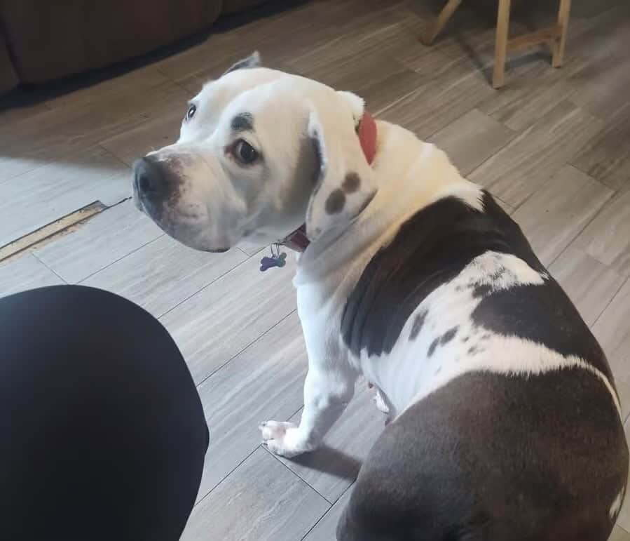 Pitbull image 1