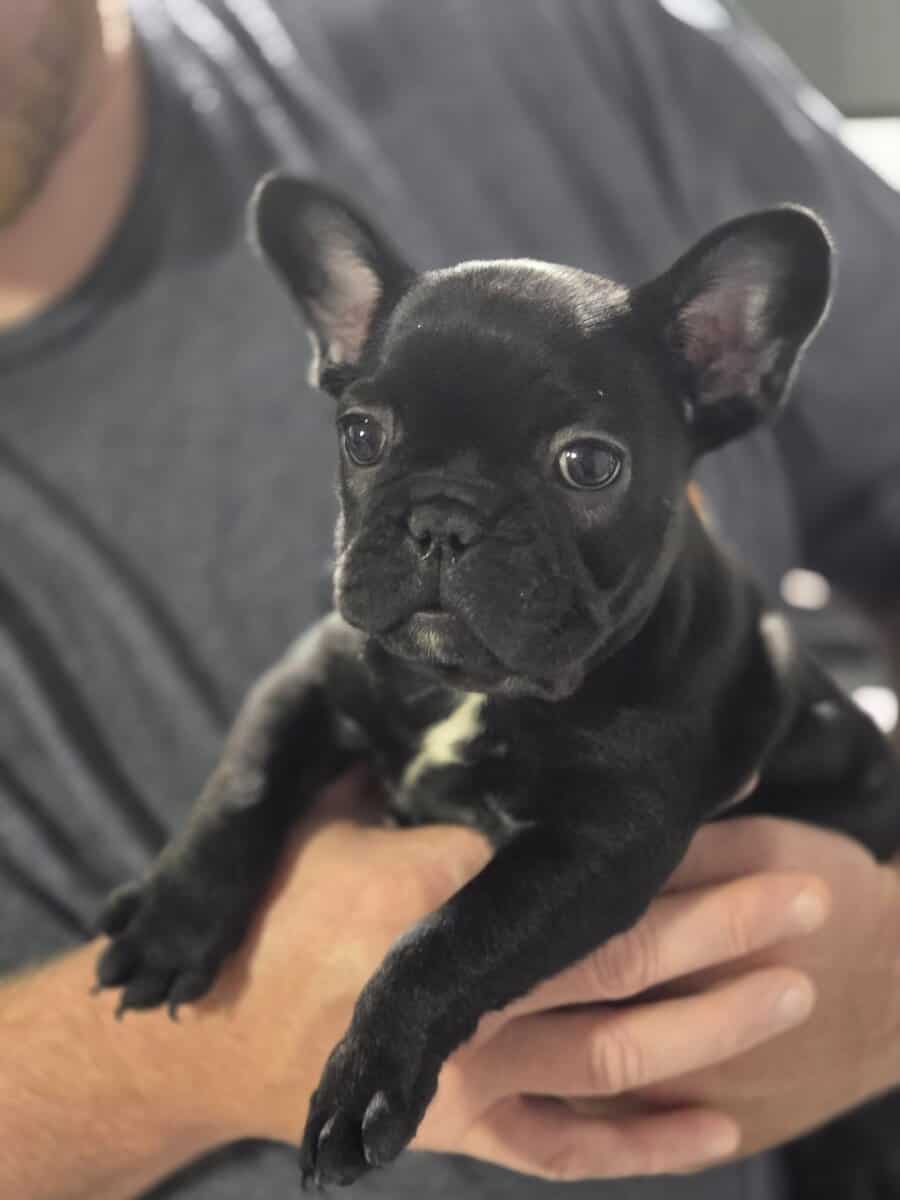 French bulldog puppies image 3