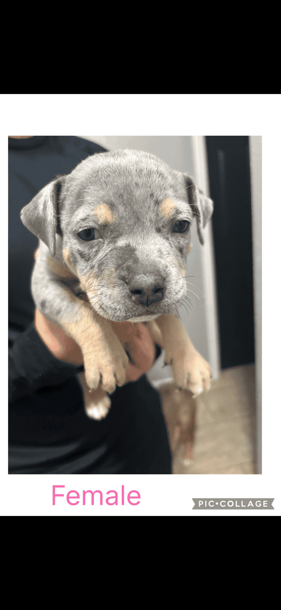 American Bullies image 4