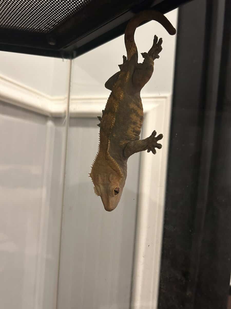 2 crested geckos with tanks and other supplies image 1