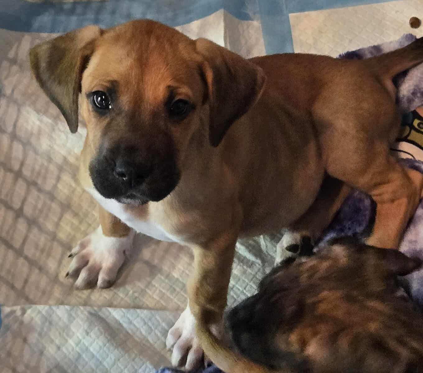 Saint Dane Puppies image 2