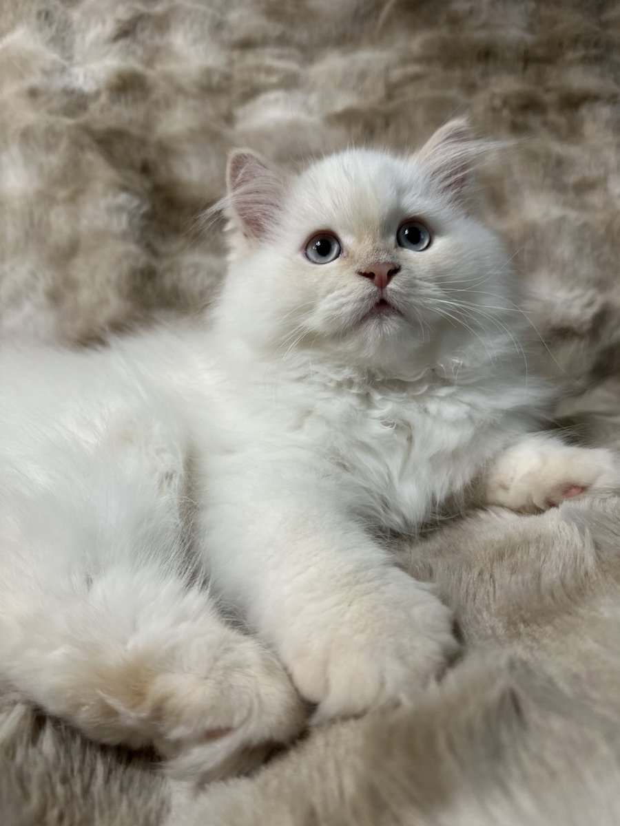 Himalayan Kittens image 2