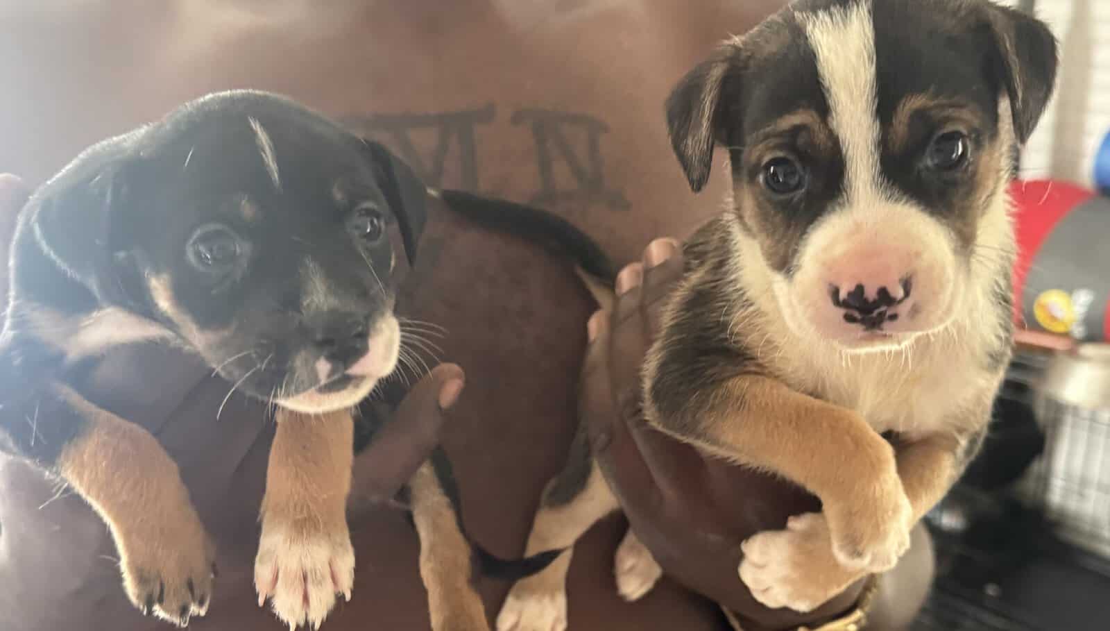 Pitbull puppies 6 weeks image 3