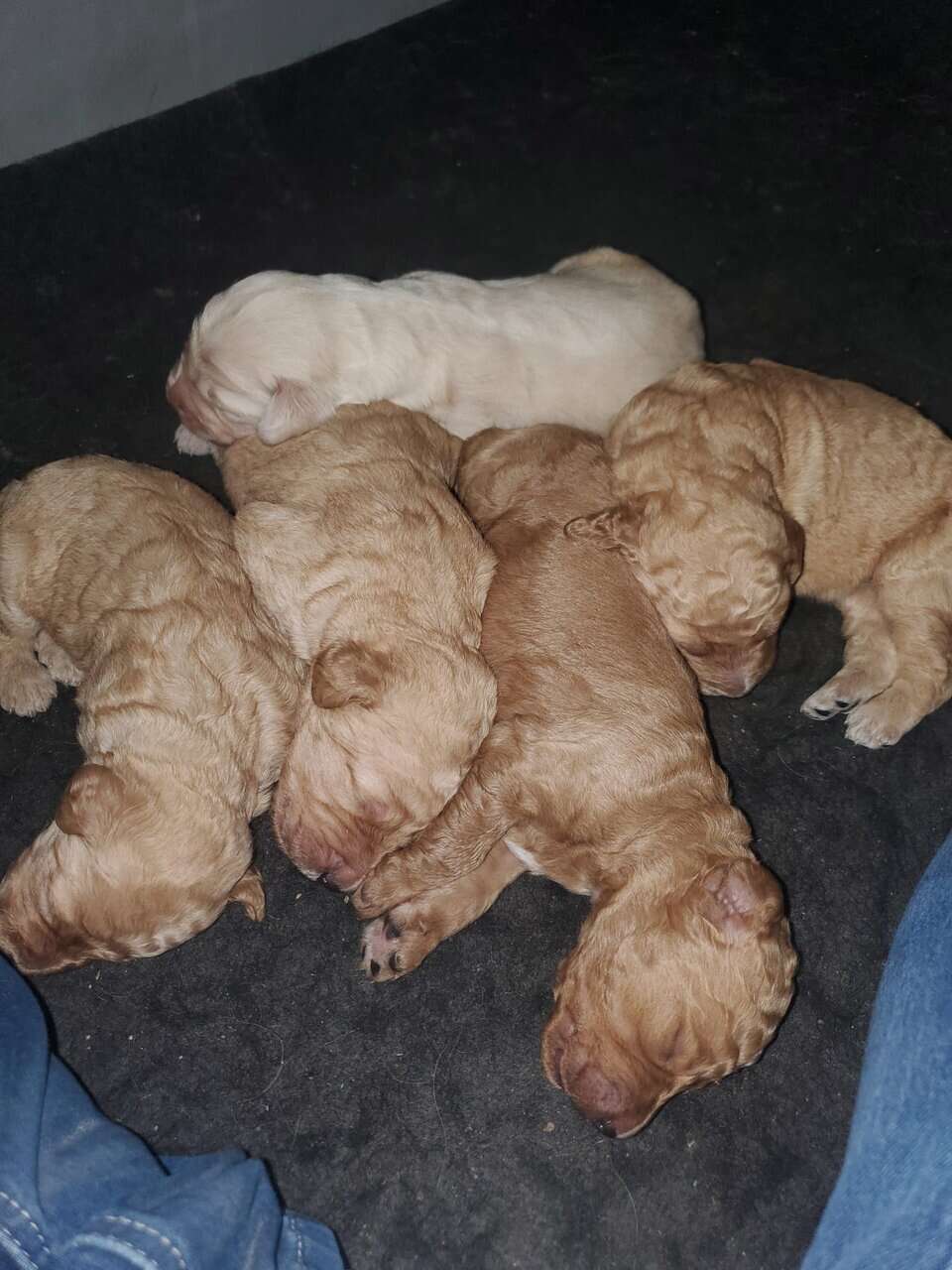 Goldendoodle puppies image 3