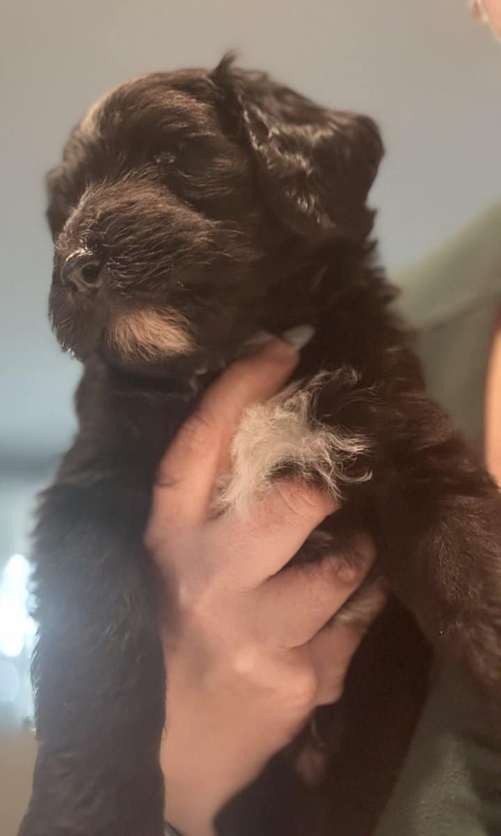 Bernedoodle pups image 4