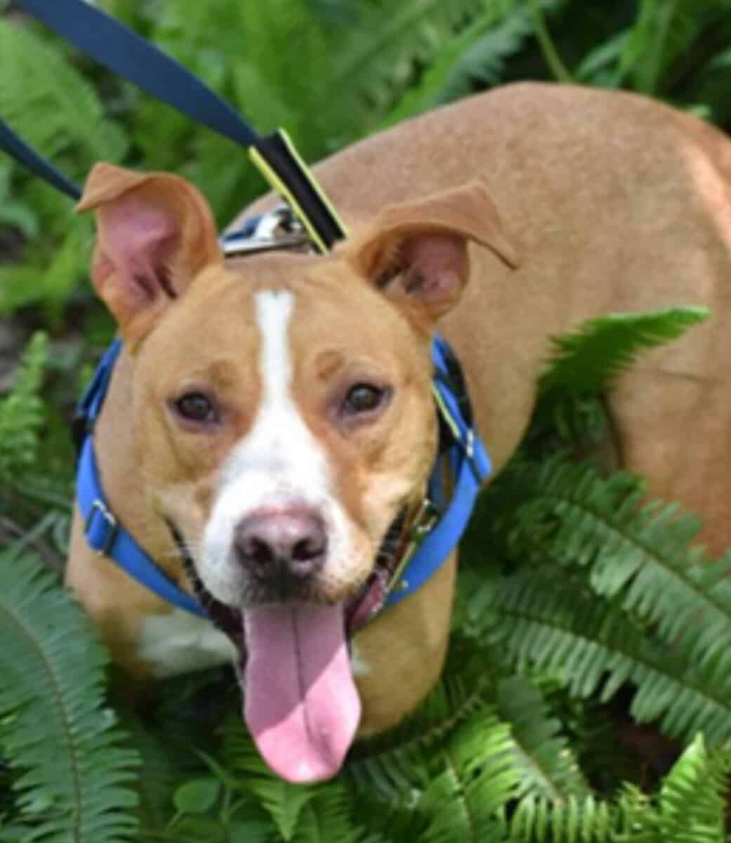 2yr Old Pit Mix Rescue Boy Needs Home image 3
