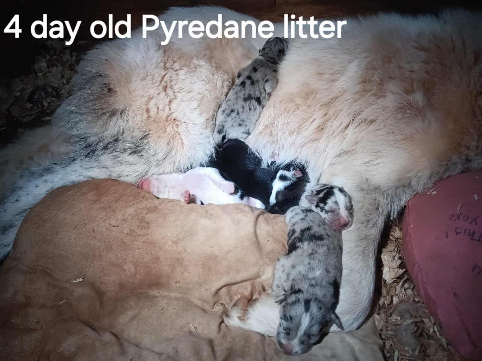 GREAT PYRE-DANE PUPPIES image 1