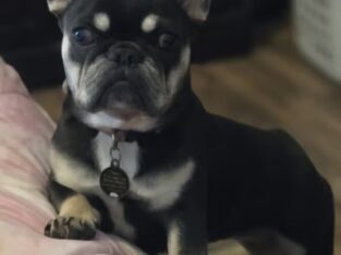 AKC Choc/ tan, f, 1 yr., French Bulldog