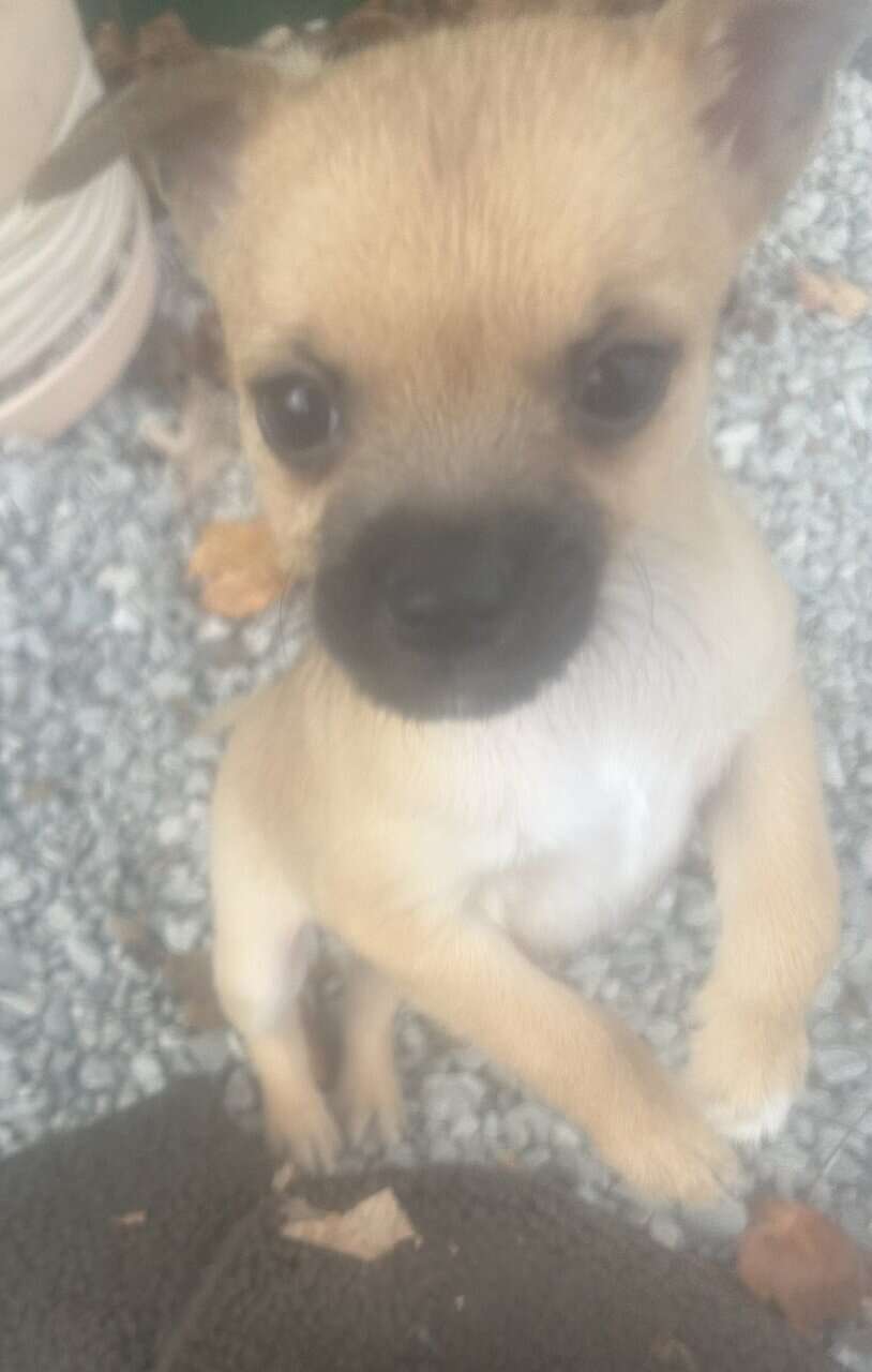 Fawn Male Chihuahua Puppy image 6