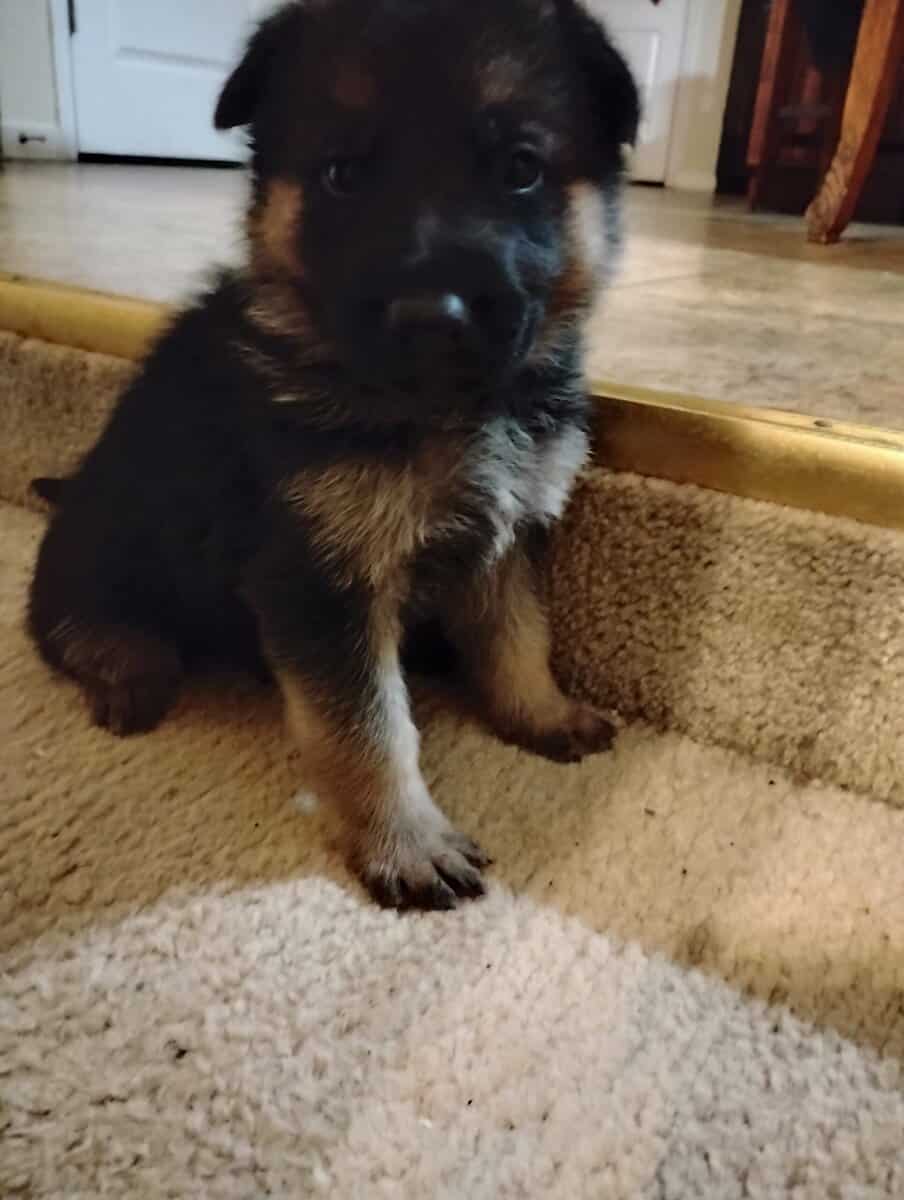 AKC German Shepherd puppies image 4