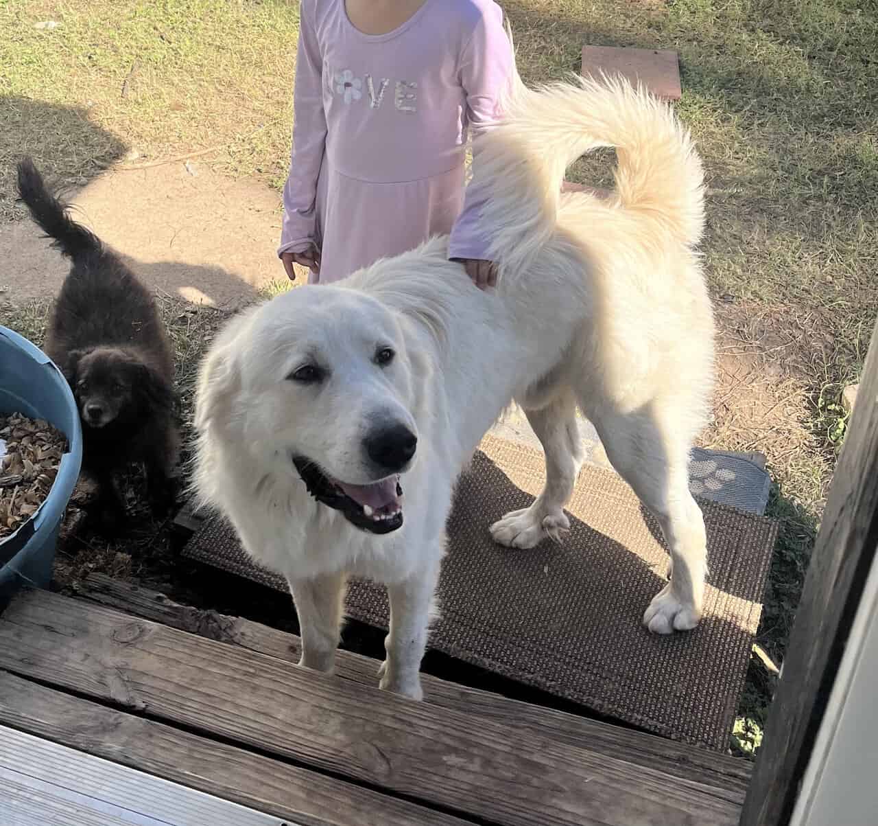 Rehoming loveable Full-Blooded Great Pyrenees image 1