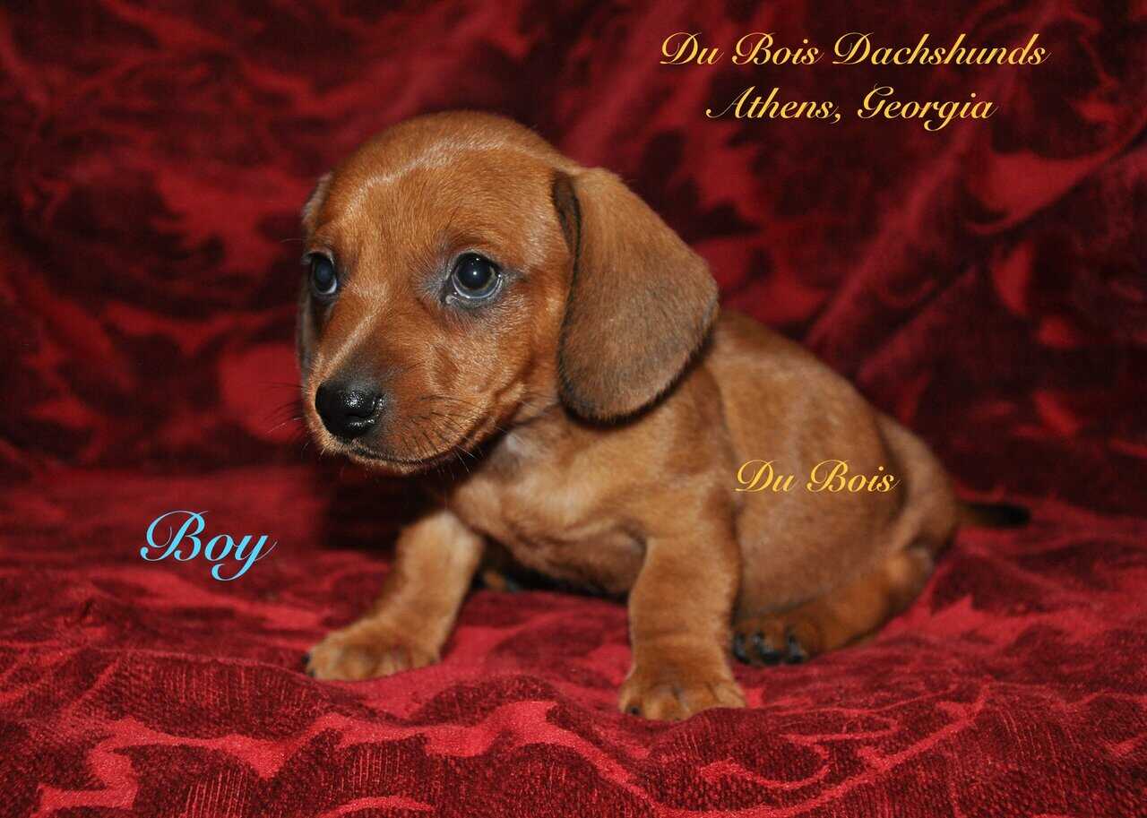 Miniature Dachshunds for sale image 2