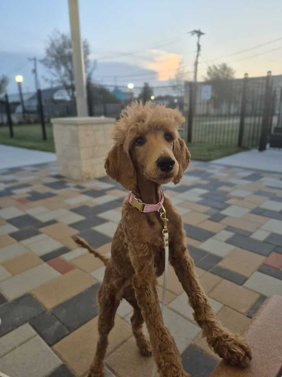 Female golden doodle image 3