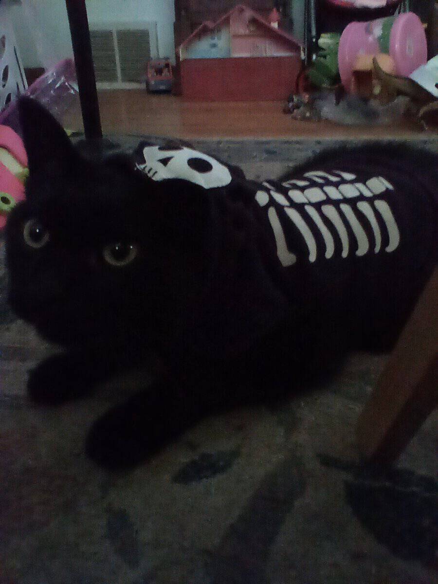 Olando the cat image 1
