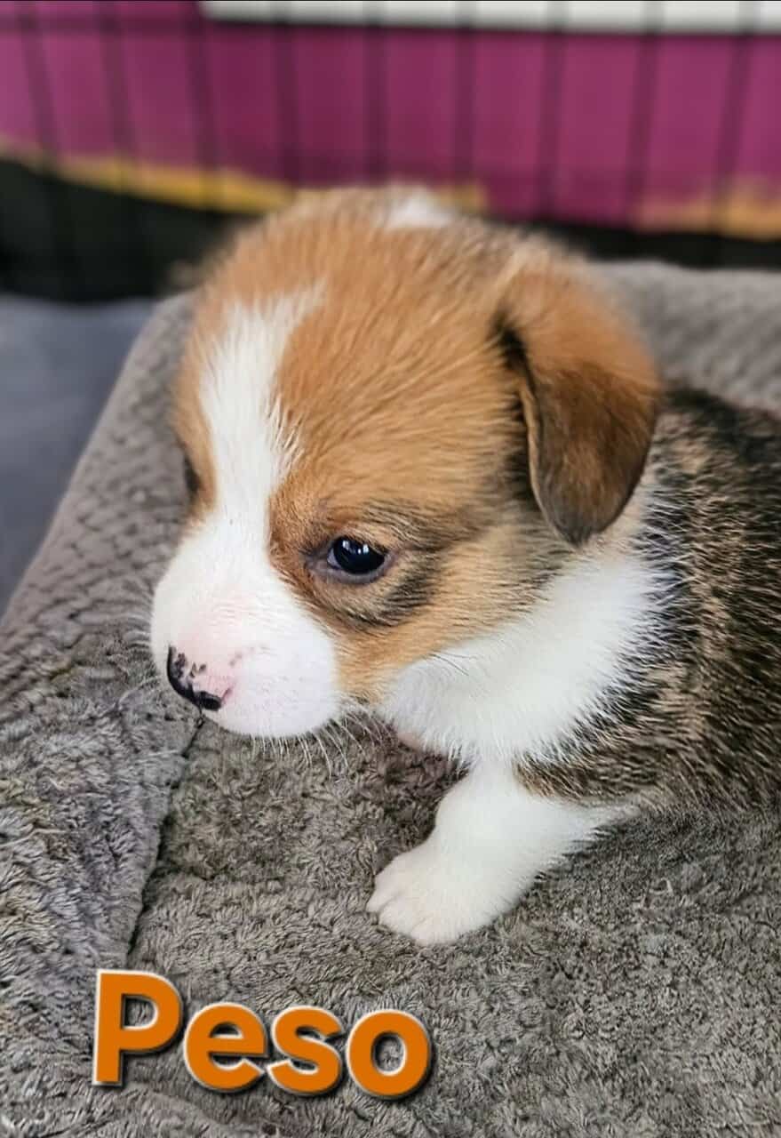 Cowboy Corgi pups image 4