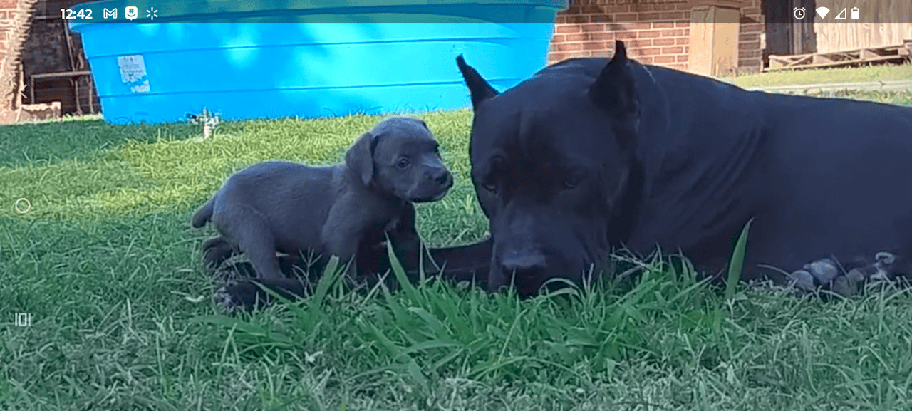 🐾 Cane Corso Puppies — Blue & Grey 💙 image 4