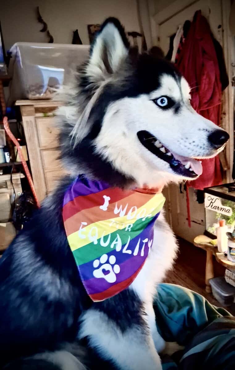 Siberian Husky image 3