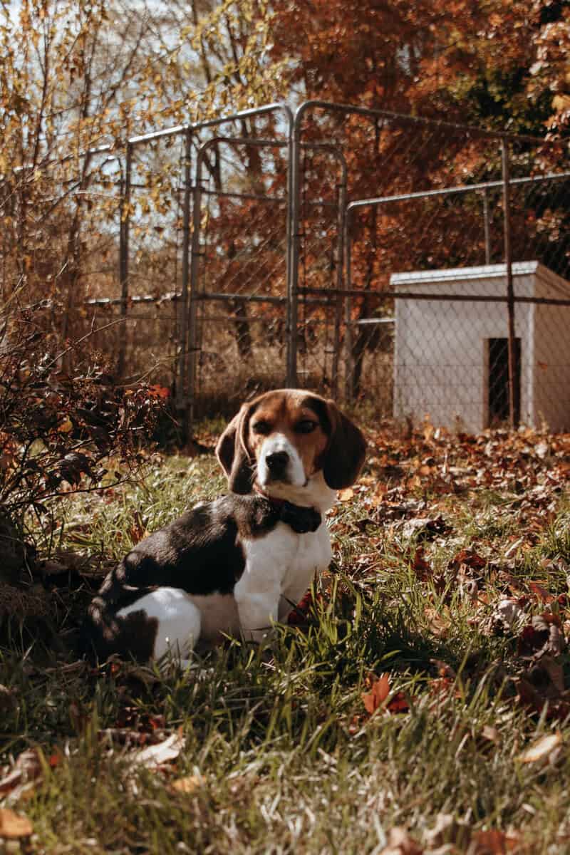 Beagle puppies (Michigan area) before Christmas image 4