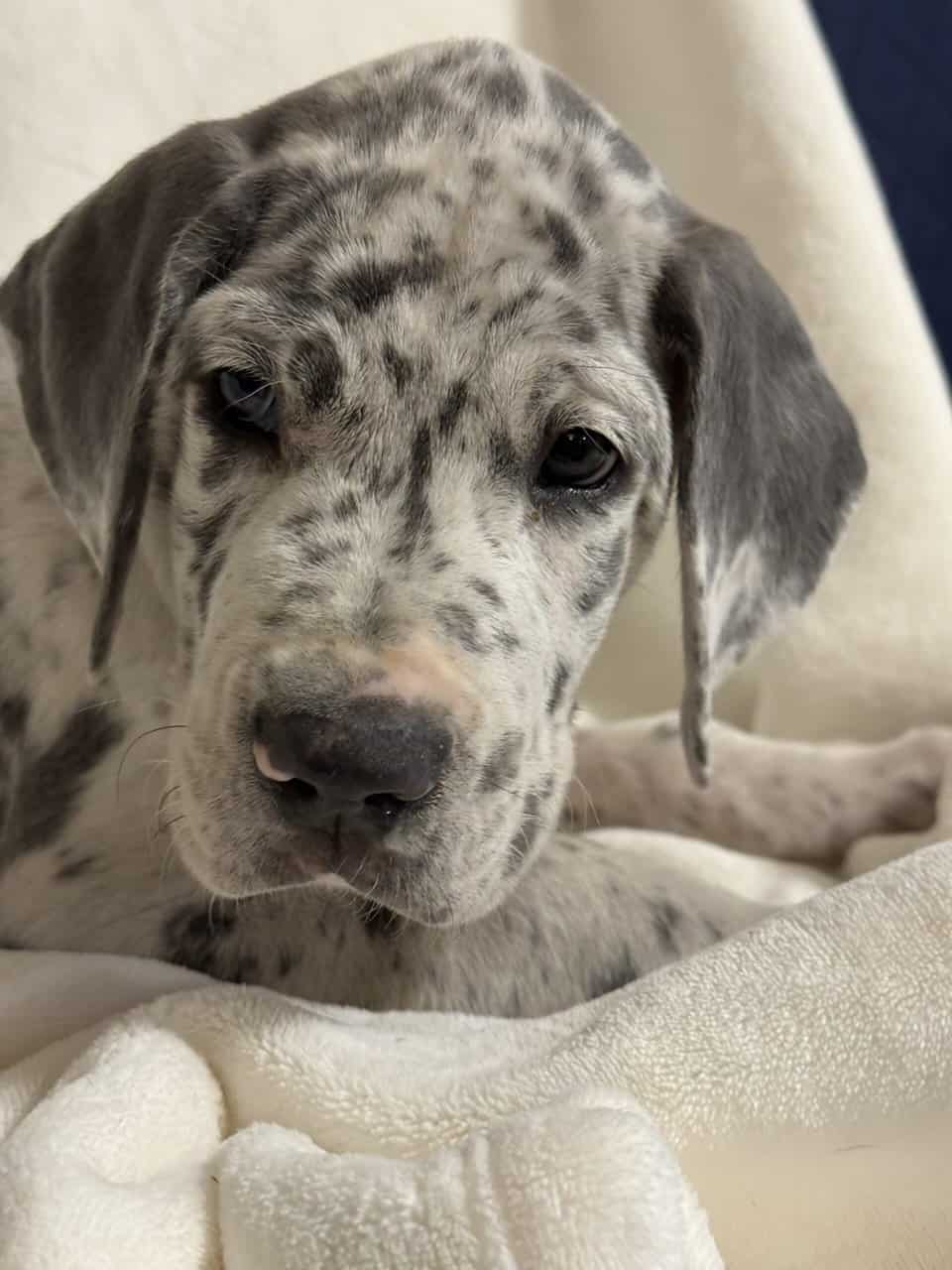 Rehoming Great Dane puppies. image 8
