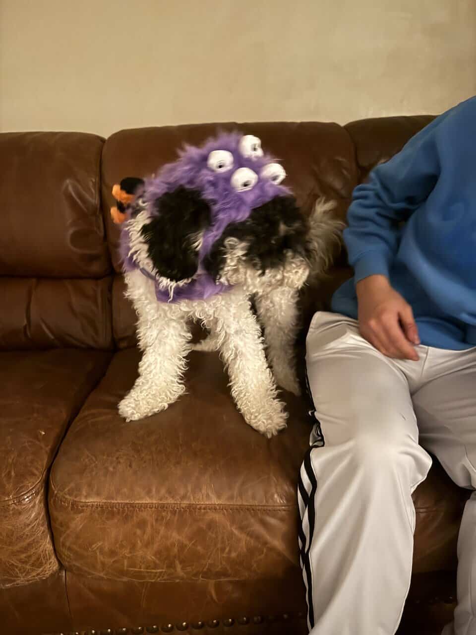 Mini poodle mix image 2