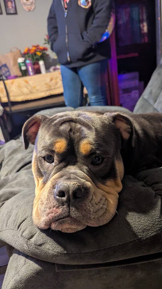 English bulldogges image 1