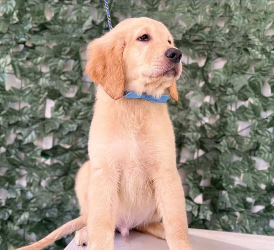 Golden retriever puppies image 6